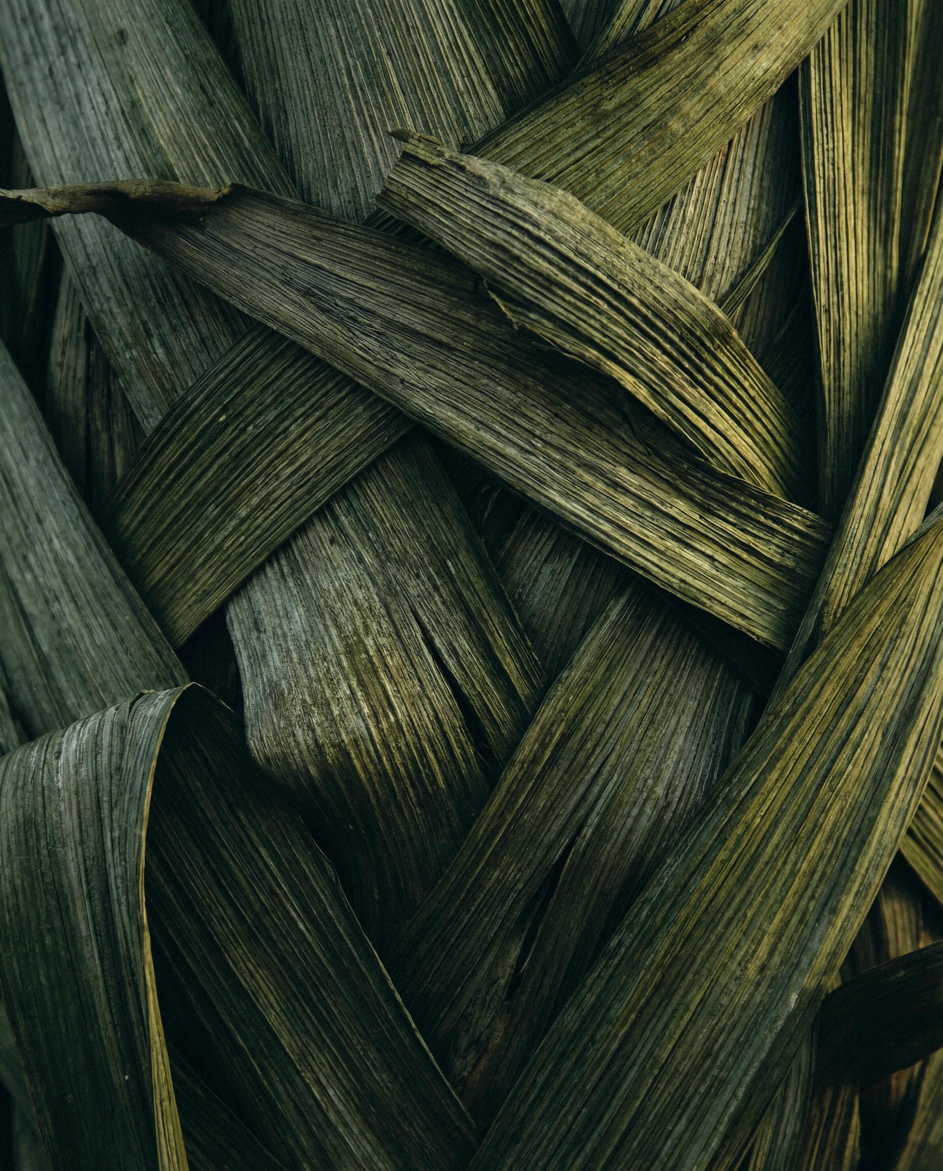 Close-up of layered green leaves representing the Strengthen skincare collection by Katie England